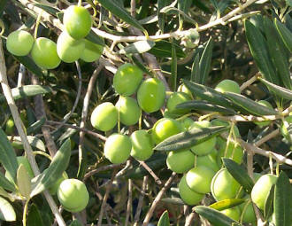 Ischia Oliven