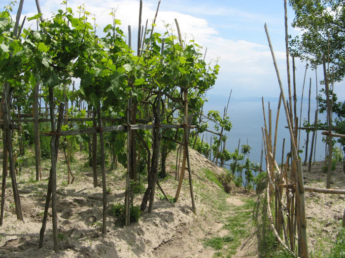 Wanderweg Piano Liguori Ischia