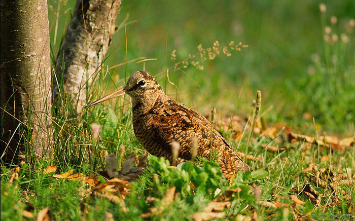 Waldschnepfe