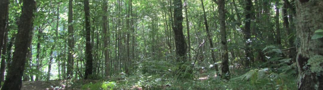 Insel Ischia Wald