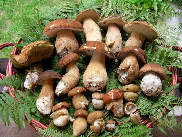 Ischia Steinpilze im September
